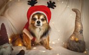 pet-friendly holidays