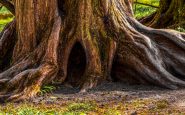 Oldest Forest in the World
