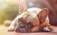 Aspirin for dogs