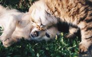 Pet allergies