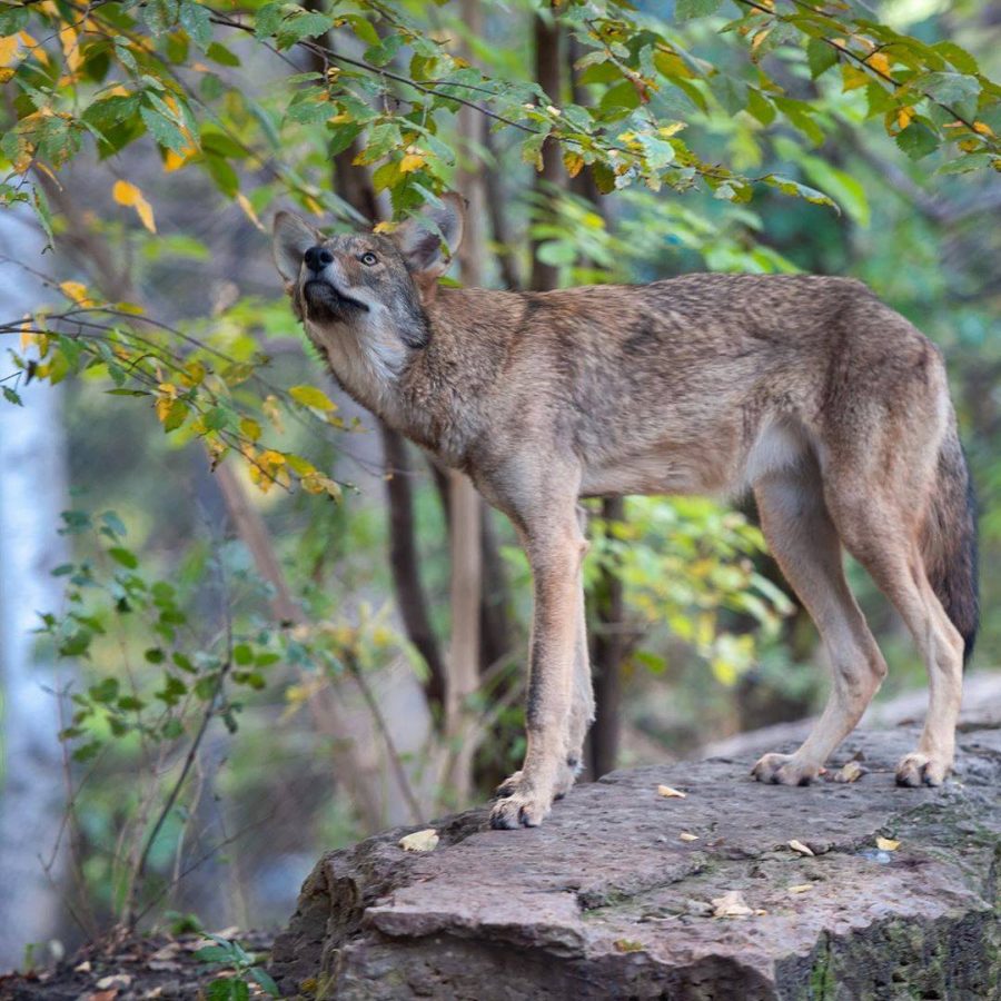 Red wolf