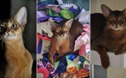 Abyssinian kittens