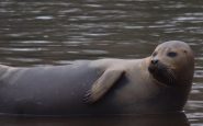 freddie the seal
