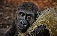 reddit wallstreetbets adopt 3500 gorillas in six days