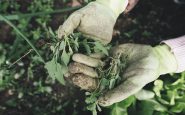 Prison: an educational farm