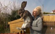 darius giant rabbit
