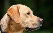 Priti Patel dog theft