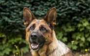 Animal welfare bill
