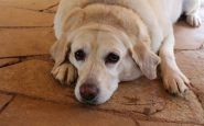 dog 3953712 1280