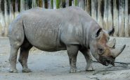Trophy hunting: the reaction of activists