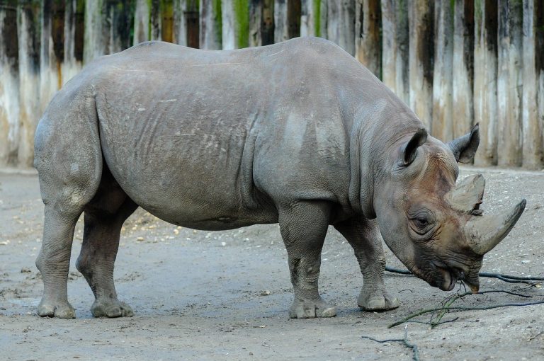 Trophy hunting: the reaction of activists