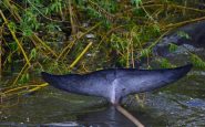 minke whale in thames