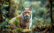 Rescued lynx in the Scottish Highlands during fundraiser