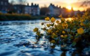 Two bodies discovered in the River Dee, Aberdeen