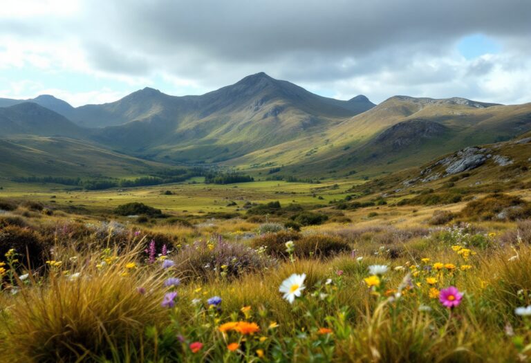 Feral pigs roaming in Cairngorms National Park