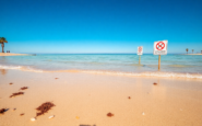 costa blanca beaches closed due to invasion of deadly blue dragons python 1755798339