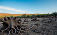understanding the olive tree destruction in al mughayyir python 1755963650