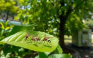 emerging invasive mosquito species pose health risks in the uk python 1759388331