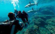 star studded shark encounter show fails to make a splash 1760944544