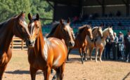 irish horses prepare for the 2025 breeders cup at del mar a countdown to excellence 1762034864