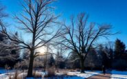 experience the serene beauty of winter at dorsington arboretum 1767087465