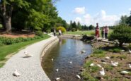 newport park residents voice concerns over disappearance of geese 1766447166