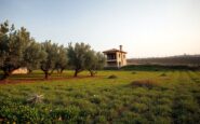 west bank olive harvest crisis a year of silence and struggle unveiled 1764753016