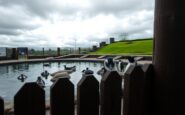 edinburgh zoo suspends penguin parade amid bird flu concerns 1767265001
