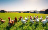 comprehensive guide to avian influenza prevention zones in england 1769959003