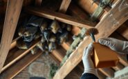 natural england updates the bat advice service with a new digital first approach 1772529820