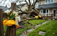 South Staffordshire Council statement on Kinver tree collapse and liability