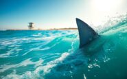 Latest Shark Attack in Australia: Woman Critically Injured Off Sydney's Coogee Beach