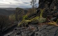 Edinburgh Wildfire: Impact on Rare Species and Holyrood Park Ecosystem