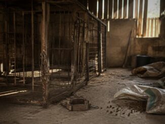 Shropshire Council Prosecutes Unlicensed Kennel Operator for Animal Neglect