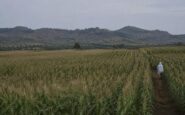 Africa braces for economic and agricultural challenges from strong El Niño
