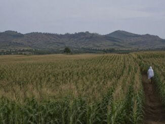 Africa braces for economic and agricultural challenges from strong El Niño