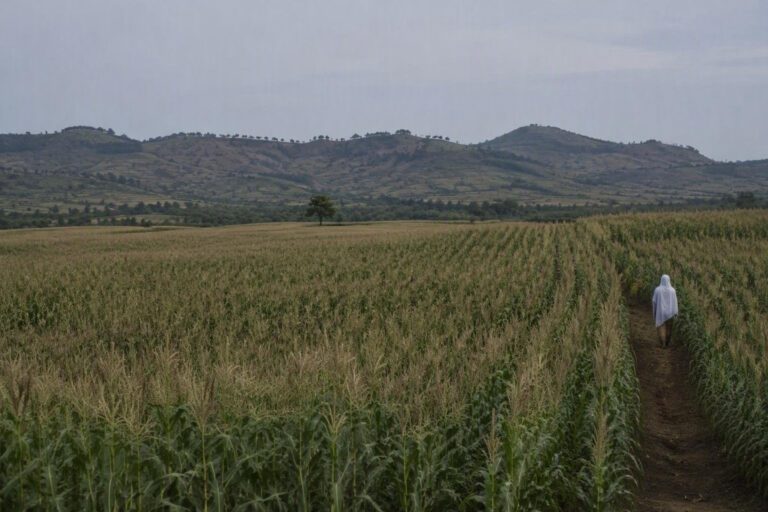 Africa braces for economic and agricultural challenges from strong El Niño