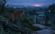 Fatal tiger incident shuts Yorkshire Wildlife Park