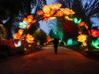 Royal Botanic Garden Edinburgh's 10-year Christmas trail dazzles visitors