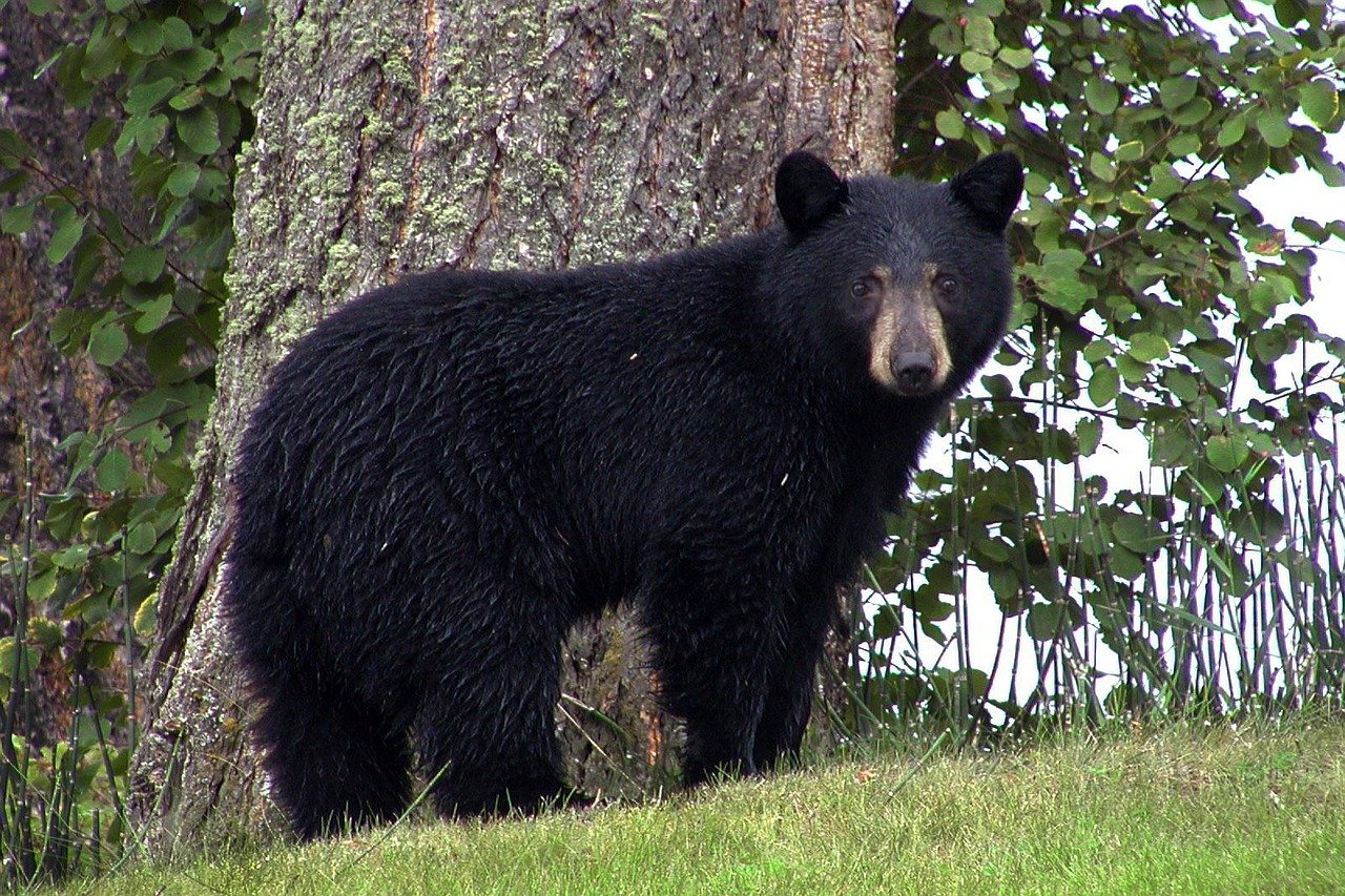 Hank the Tank, the huge bear terrorizing California by visiting homes