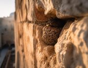 Common Swifts Nesting at Jerusalem's Western Wall: A Unique Coexistence