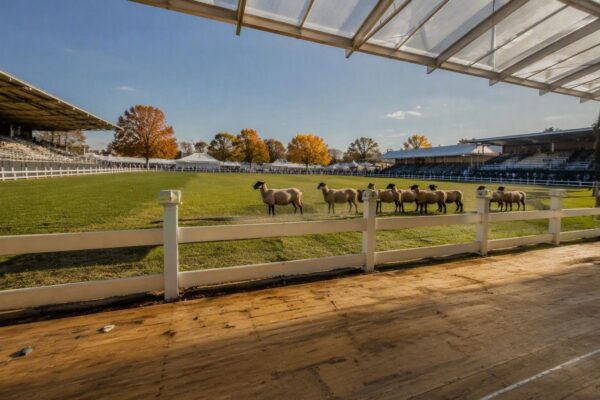 Legislators and officials compete in sheep showmanship at Ohio State Fair