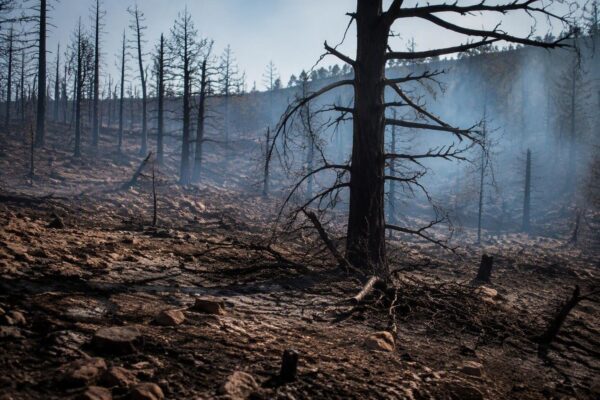 The enduring consequences of wildfires in North America and Europe
