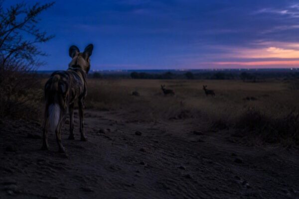 Record-breaking 4,100-km journey reveals wild-dog connectivity