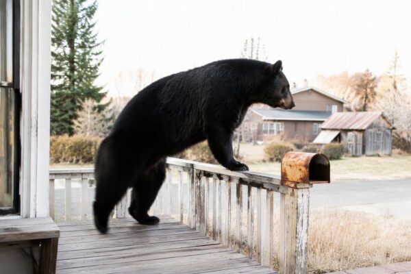 Record number of bear attacks in Colorado as wildlife seeks food in homes