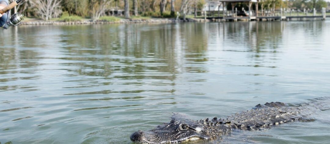 Alligator drags senior angler into water in Florida pond, kills him