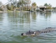 Alligator drags senior angler into water in Florida pond, kills him
