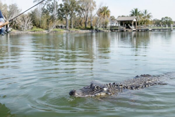 Alligator drags senior angler into water in Florida pond, kills him