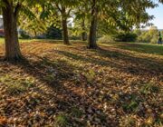How keeping autumn leaf litter benefits soil and pollinators