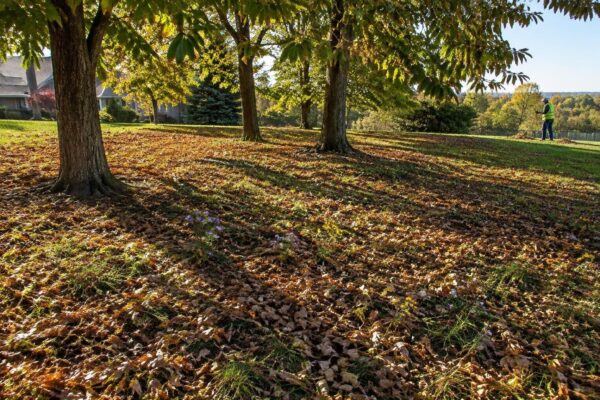 How keeping autumn leaf litter benefits soil and pollinators